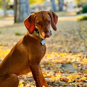 Meet your Posher, Jody